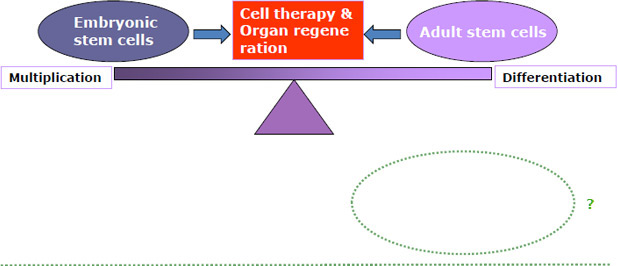 Embryo Vs Adult Cell